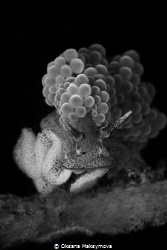 Nudibranch Doto ussi laying eggs. Picture was taken in Le... by Oksana Maksymova 